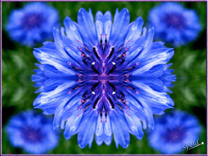 Caleidoscoop blauw-bloem