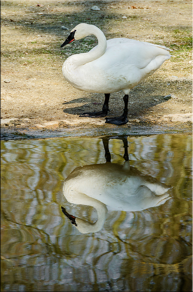 zwaan,water,spiegelbeeld