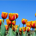 tulpen