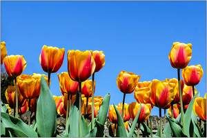 tulpen