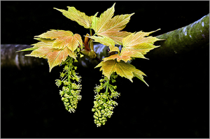 Acer 1