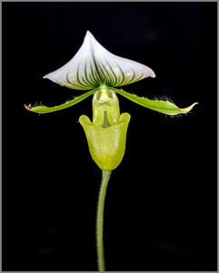 orchidee
