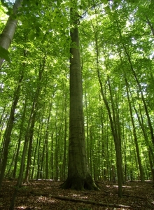 2015-05-21 KKT verk. Zoniënwoud_0022