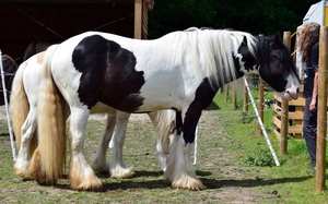 Staden-SchooneSchaapjes-4-6-2017-20