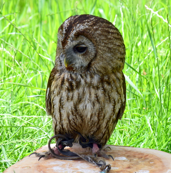 Staden-SchooneSchaapjes-4-6-2017-28