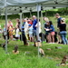 Staden-SchooneSchaapjes-4-6-2017-51