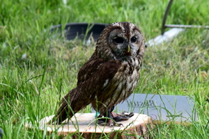 Staden-SchooneSchaapjes-4-6-2017-54