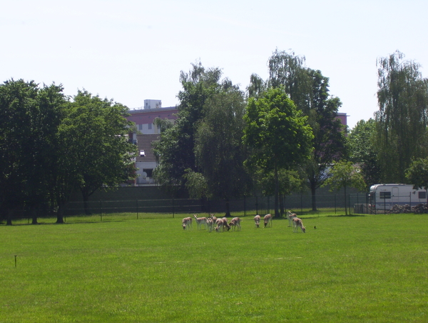 Wandeling naar Mechelen-Noord - 4 juni 2015