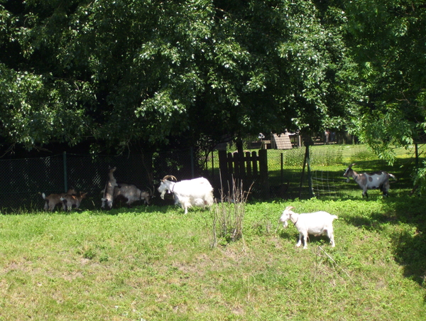 Wandeling naar Mechelen-Noord - 4 juni 2015