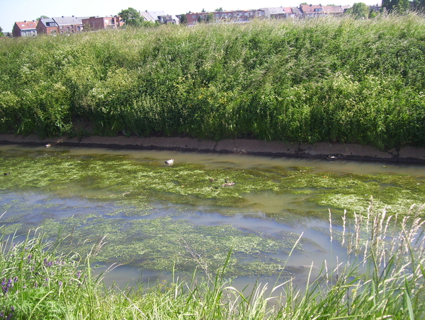 Wandeling naar Mechelen-Noord - 4 juni 2015