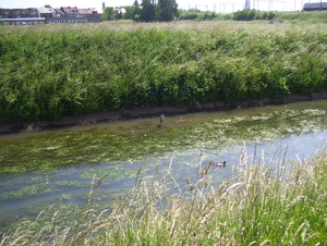 Wandeling naar Mechelen-Noord - 4 juni 2015