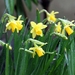 MarcsDigIm---160317-002