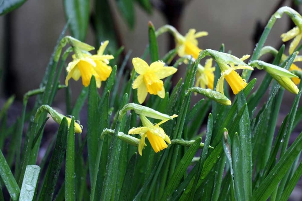 watching flowers in the rain