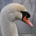 Knobbelzwaan 02