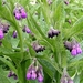 Smeerwortel (Paarse -) 01