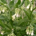 Smeerwortel (Witte -) 01