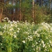 Veldkers (Bittere -) 01