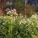 Veldkers (Bittere -) 02