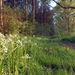 Veldkers (Bittere -) 03