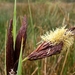 Zegge (Scherpe -) 02