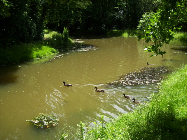 Wandeling naar Papenhofke - 8 juni 2015