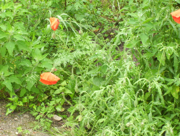 Maandagwandeling langs Kasteellaan - 22 juni 2015