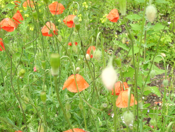 Maandagwandeling langs Kasteellaan - 22 juni 2015