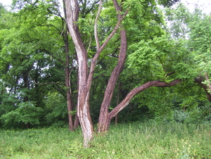 Maandagwandeling langs Kasteellaan - 22 juni 2015