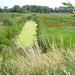 Wandeling langs de Nekker - 25 juni 2015