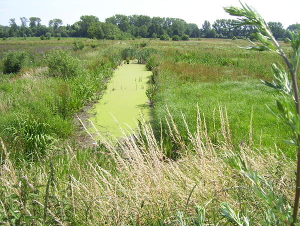 Wandeling langs de Nekker - 25 juni 2015