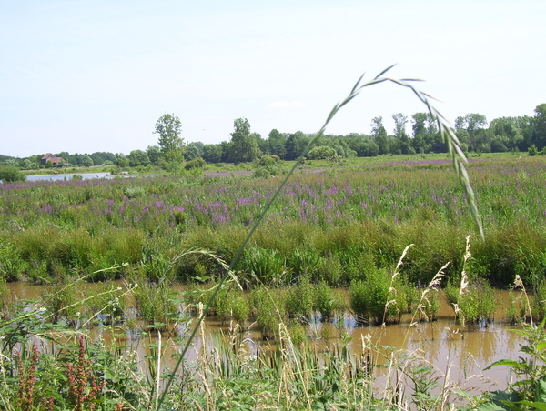 Wandeling langs de Nekker - 25 juni 2015