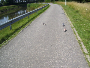 Wandeling langs de Nekker - 25 juni 2015