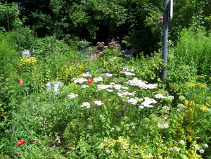 Wandeling langs de Nekker - 25 juni 2015