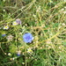 Wandeling langs de Nekker - 25 juni 2015