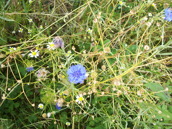 Wandeling langs de Nekker - 25 juni 2015