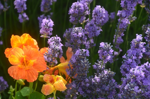 001  ZOMER WEELDE......