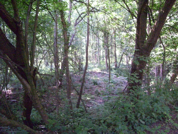 Wandeling langs het bos - 2 juli 2015