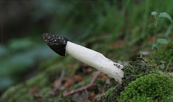 Grote stinkzwam - Phallus impudicus