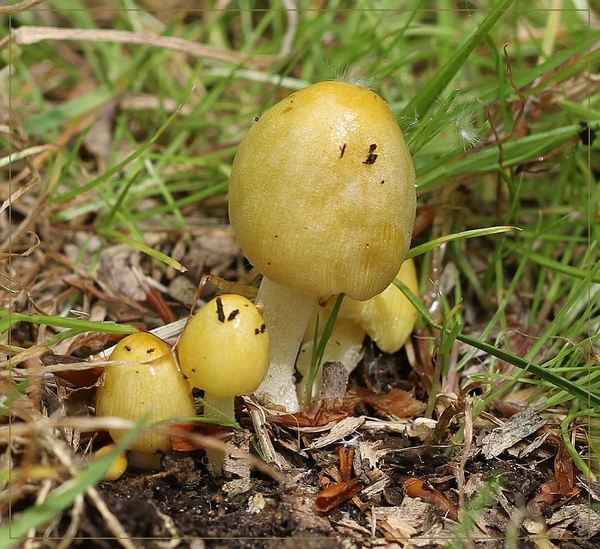 Dooiergele mestzwam - Bolbitius titubans