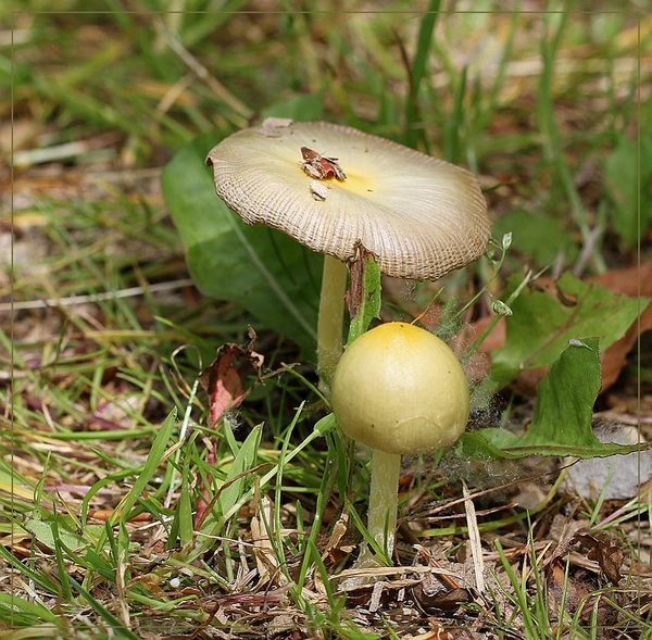 Dooiergele mestzwam - Bolbitius titubans