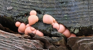 Gewone boomwrat - Lycogala epidendum