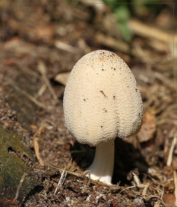 Grote viltinktzwam - Coprinellus domesticus