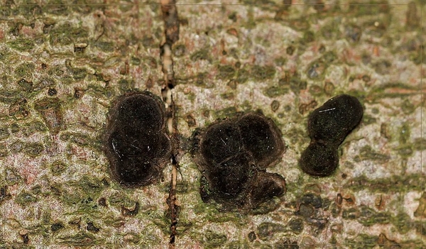 Hoekig schorsschijfje - Diatrype disciformis