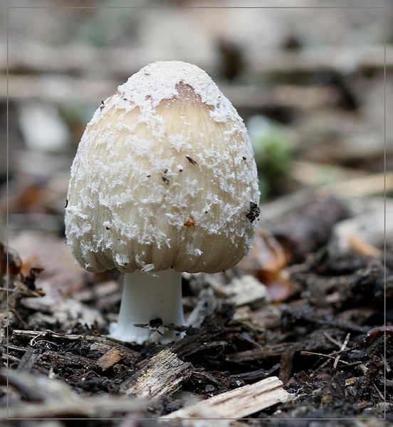 Parelamaniet - Amanita rubescens