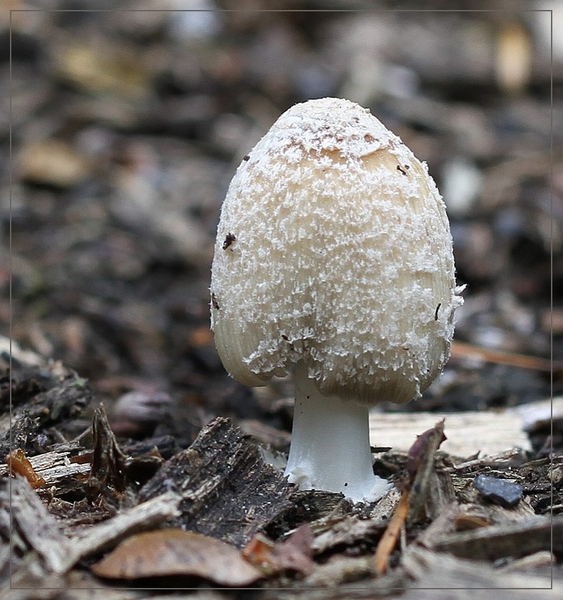 Parelamaniet - Amanita rubescens