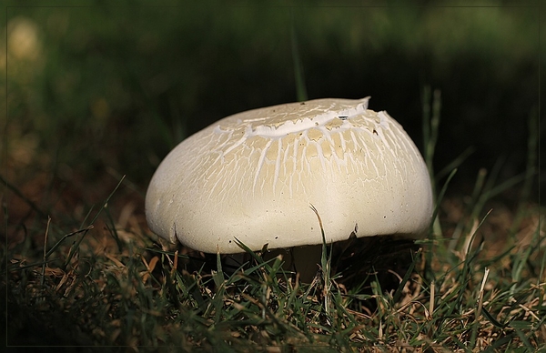 Gewone weidechampignon - Agaricus campestris