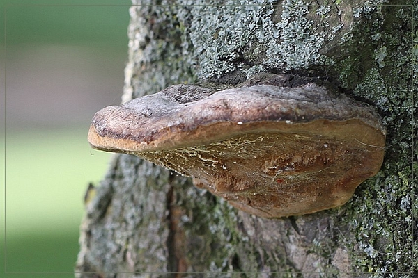 Boomgaardvuurzwam - Phellinus tuberculosus