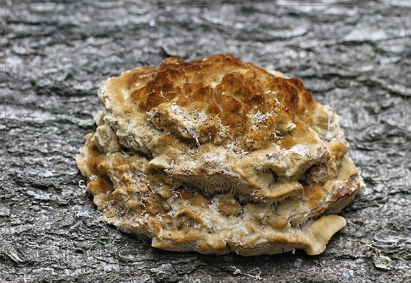 Boompuist - Postia ptychogaster