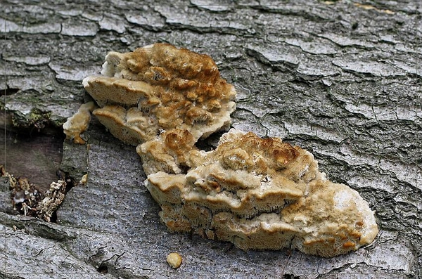 Boompuist - Postia ptychogaster