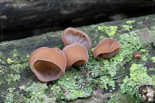 Echt judasoor - Hirneola auricula-judae